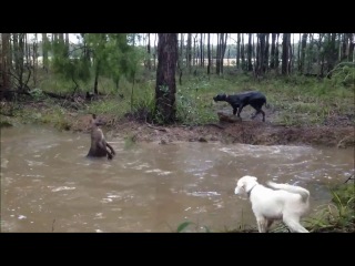 [atypical makhachkala] kangaroo vs dog